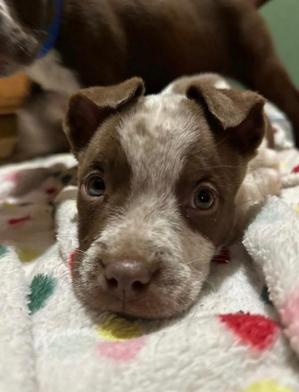 Enlarge Chuck, a Adoptable mixed breed in Knoxville, TN image 1/1
