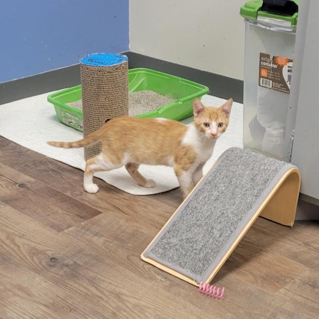 Enlarge Donatello, a Adoptable Domestic Short Hair in Grand Island, NE image 1/2