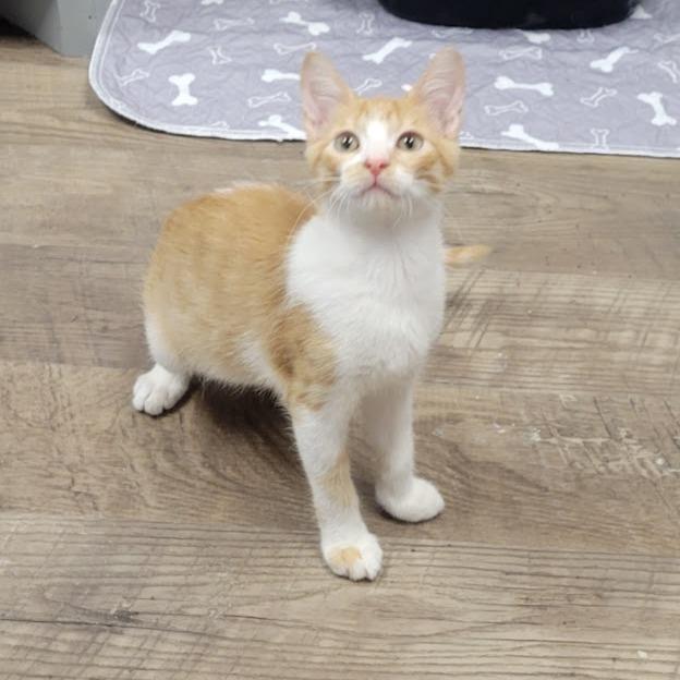Enlarge Donatello, a Adoptable Domestic Short Hair in Grand Island, NE image 2/2