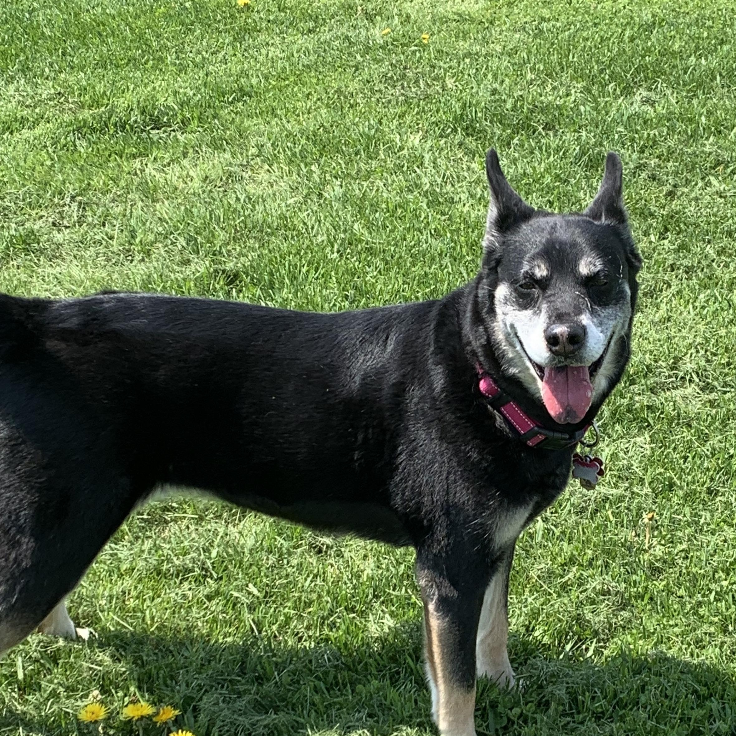 Angel, Adoptable, Adult Female German Shepherd Dog & Siberian Husky.
