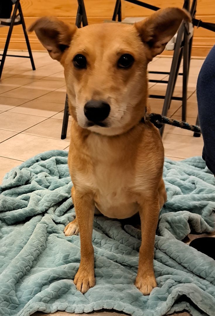 Enlarge Raina, a Adoptable Carolina Dog in Westminster, SC image 1/1