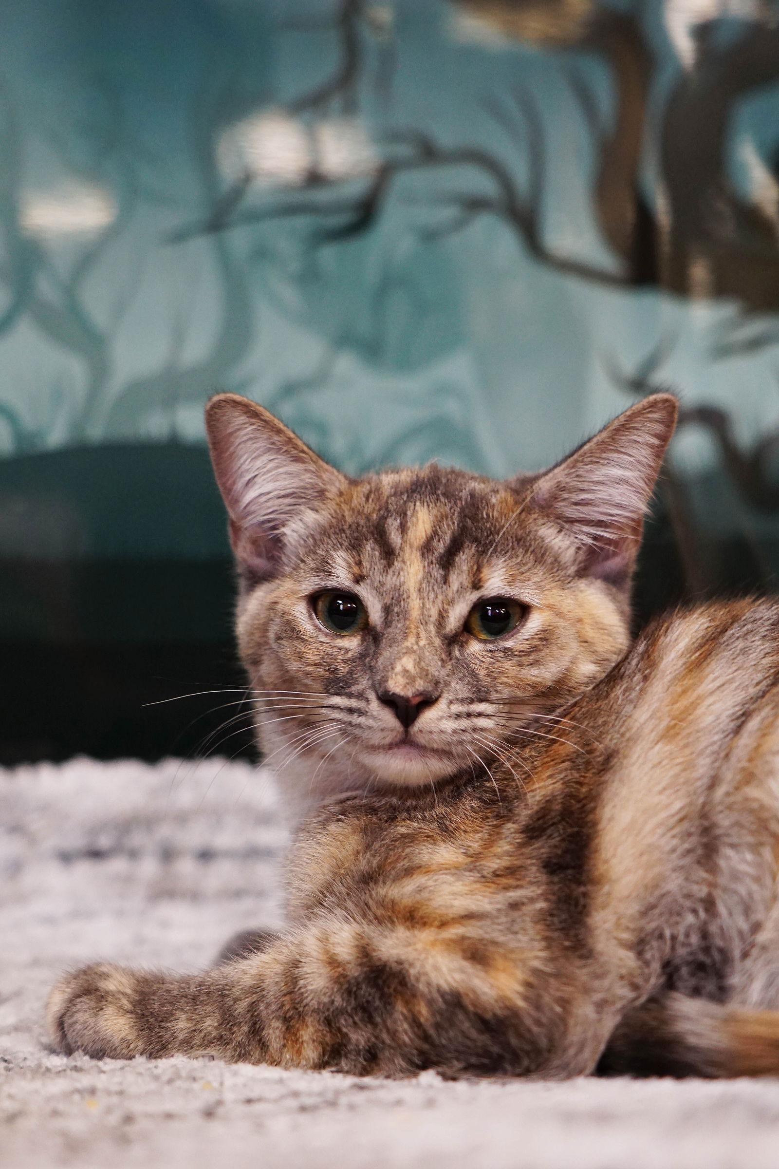 Enlarge Twix, a Adoptable mixed breed in Los Angeles, CA image 1/3