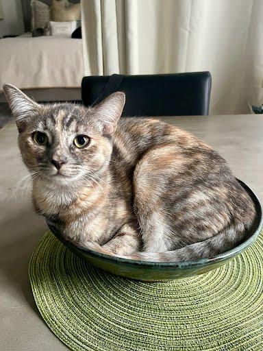 Enlarge Twix, a Adoptable mixed breed in Los Angeles, CA image 2/3