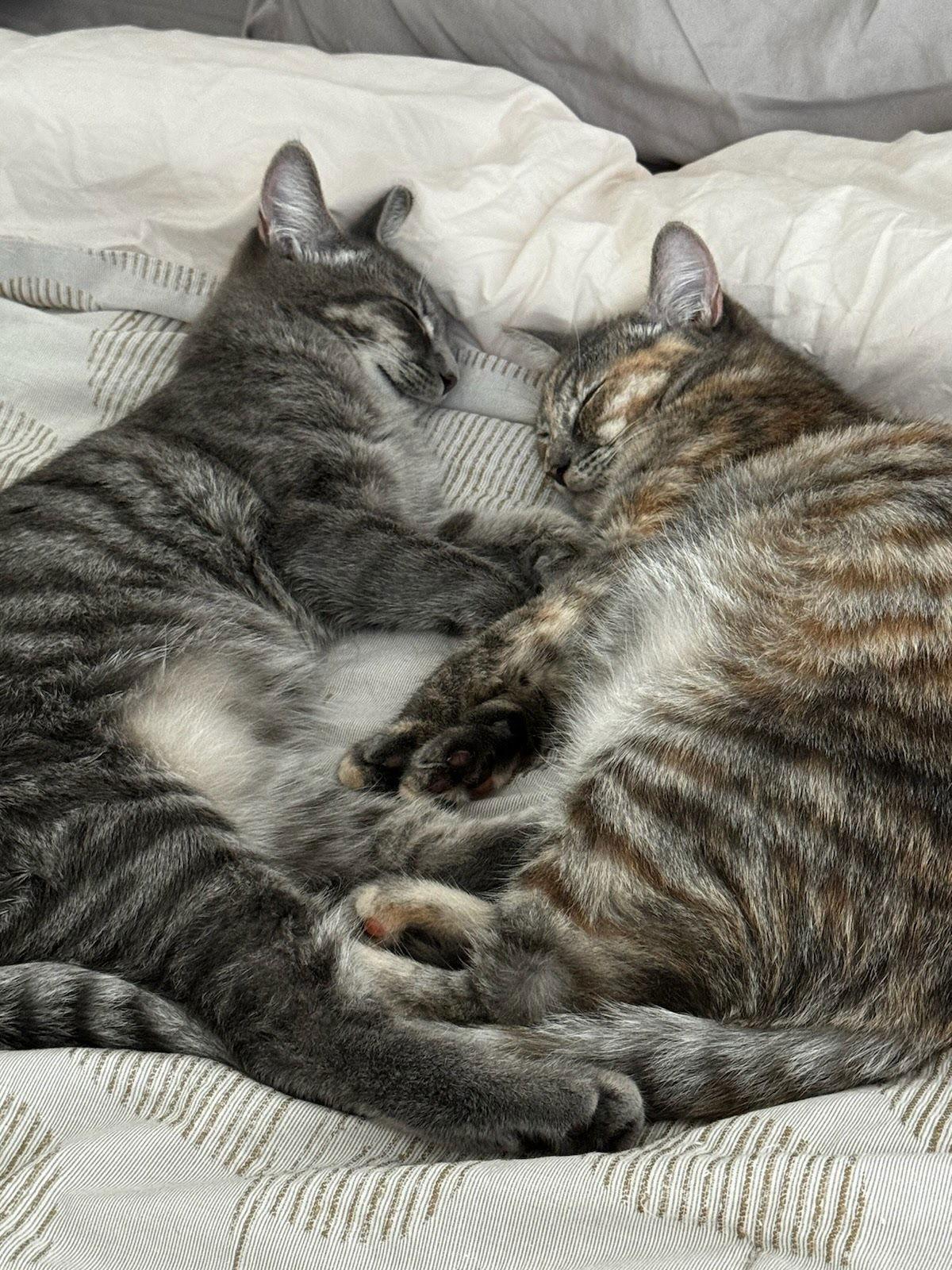 Enlarge Twix, a Adoptable mixed breed in Los Angeles, CA image 3/3