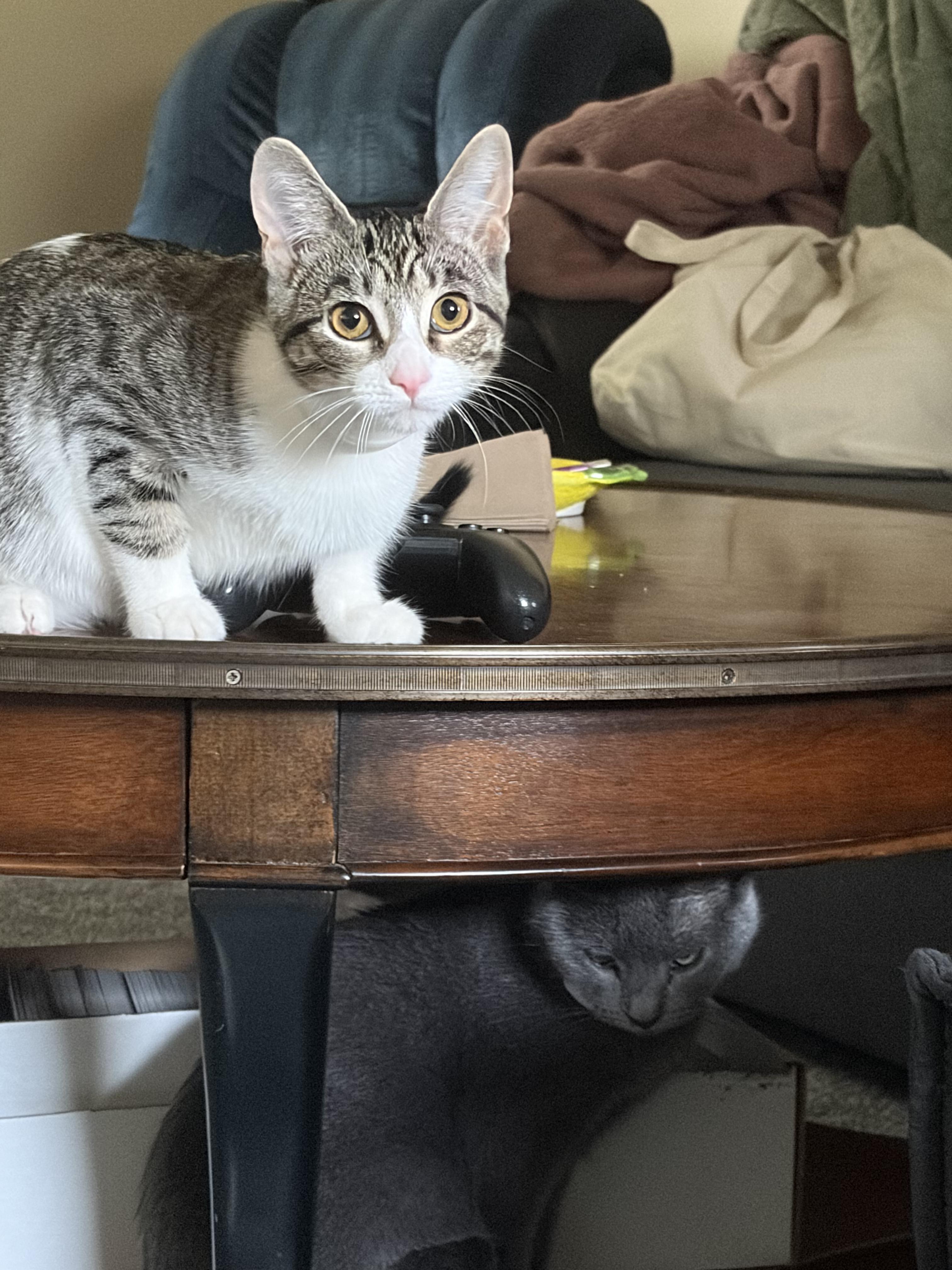 Enlarge Luna, a Adopted American Shorthair in Waverly, IA image 2/4