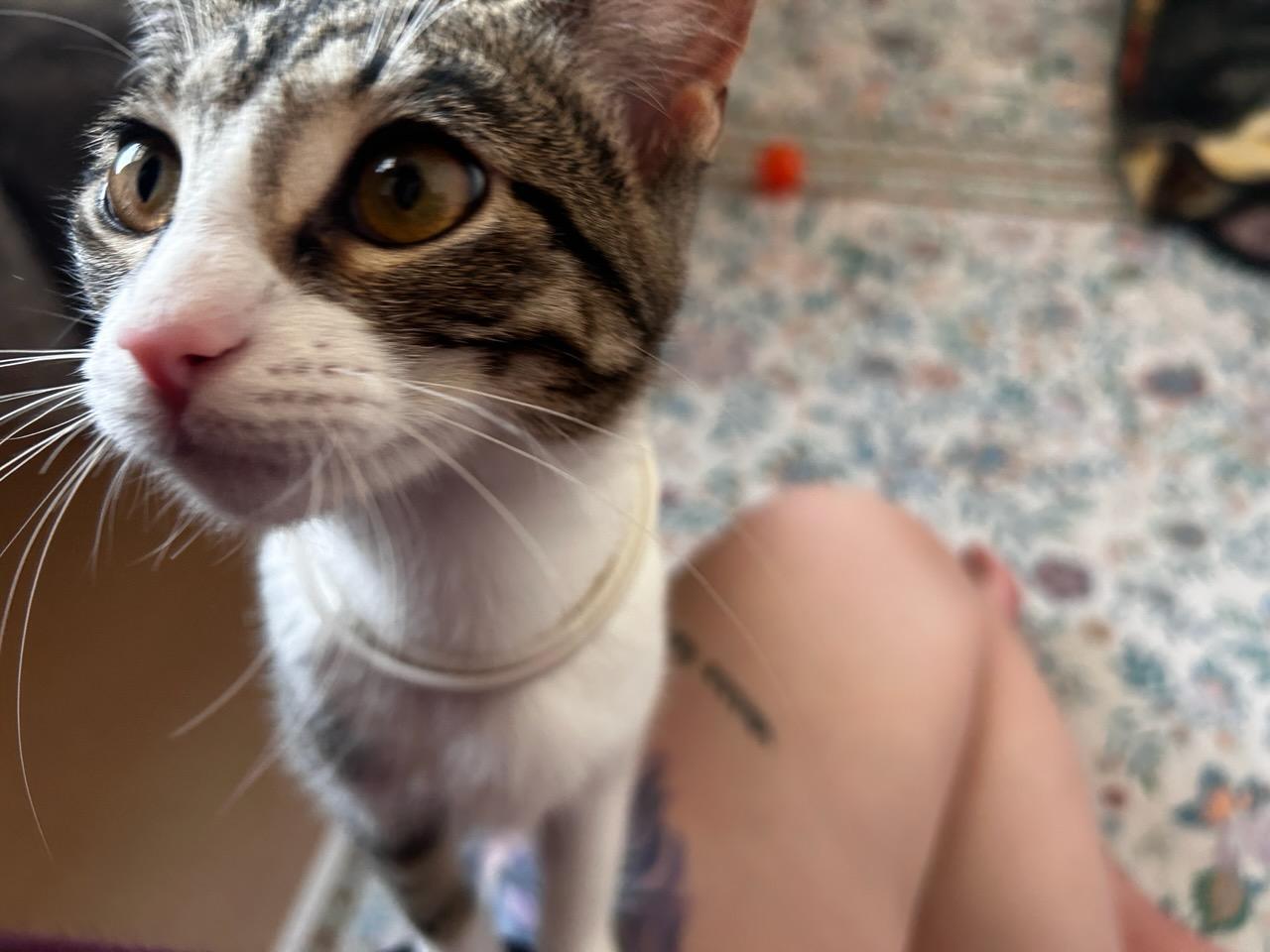 Luna, Adopted, Young Female American Shorthair.