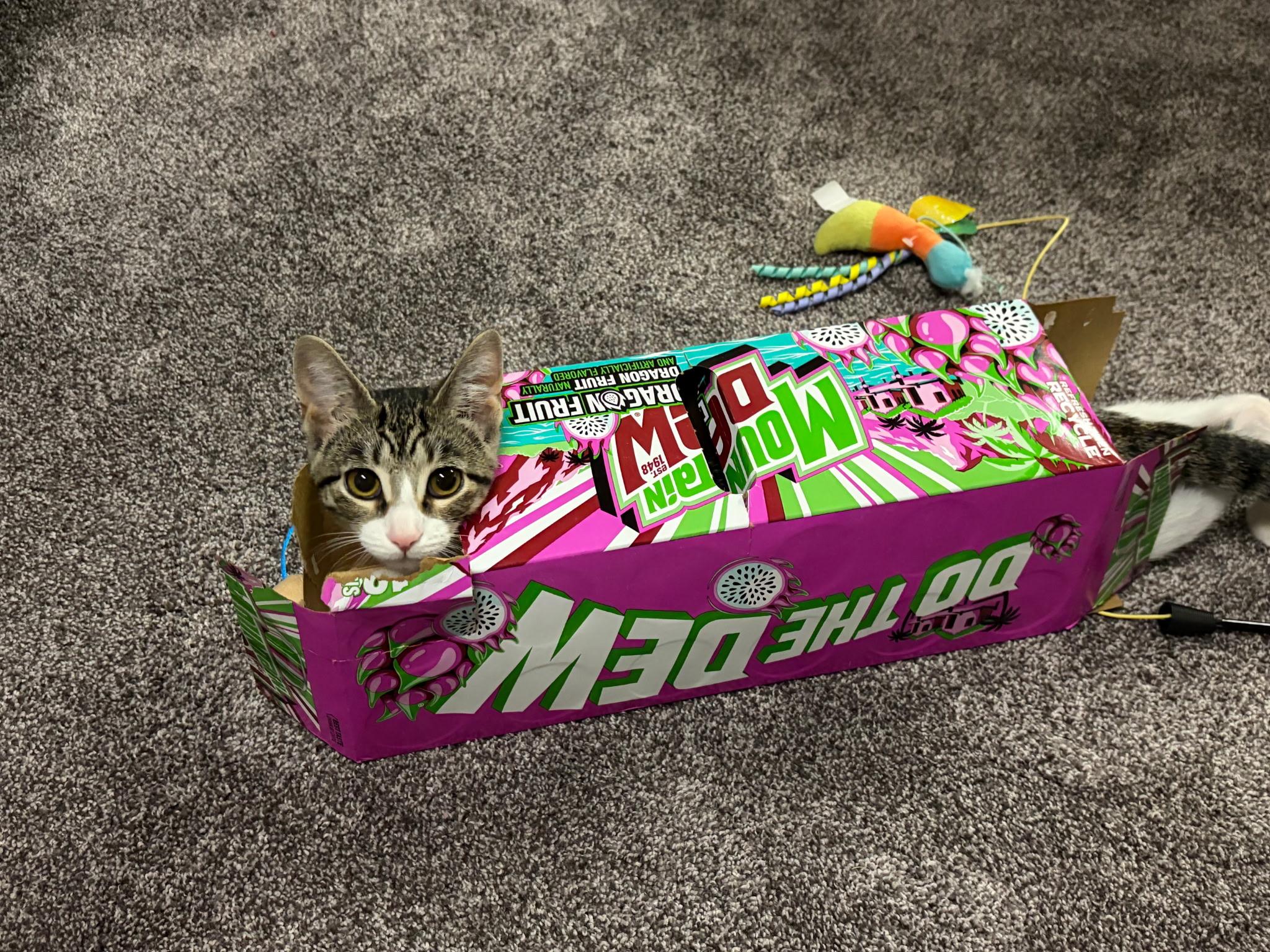 Enlarge Luna, a Adopted American Shorthair in Waverly, IA image 3/4