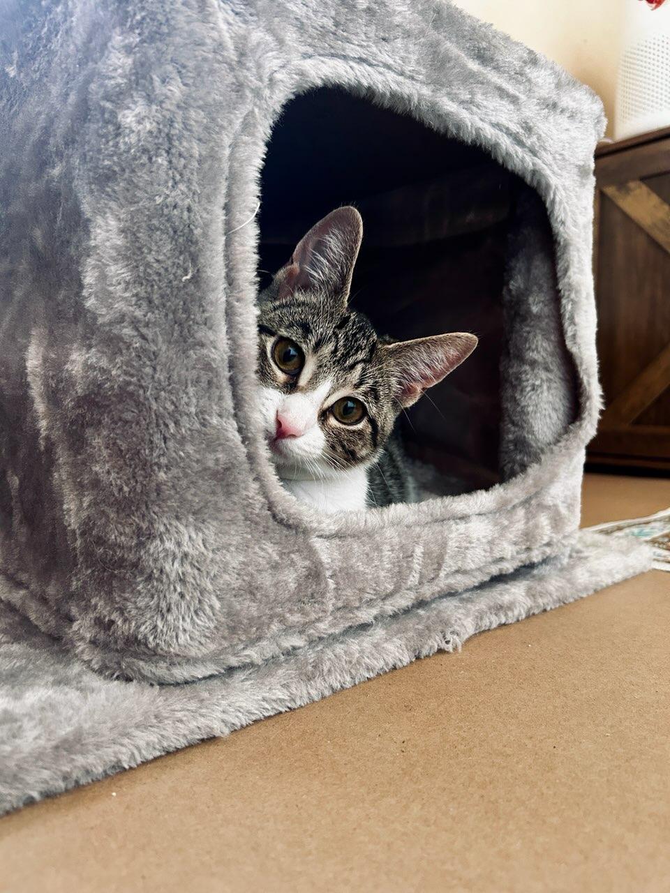 Enlarge Luna, a Adopted American Shorthair in Waverly, IA image 4/4