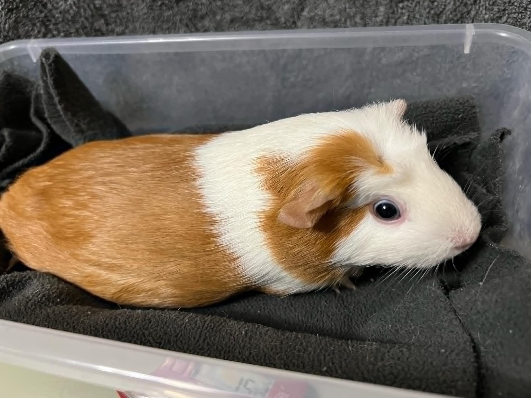 Rukia, Adopted, Baby Female Guinea Pig.
