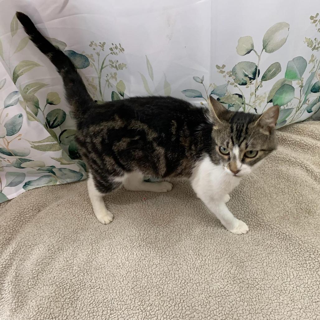 Twix, Adoptable, Young Female Domestic Short Hair.