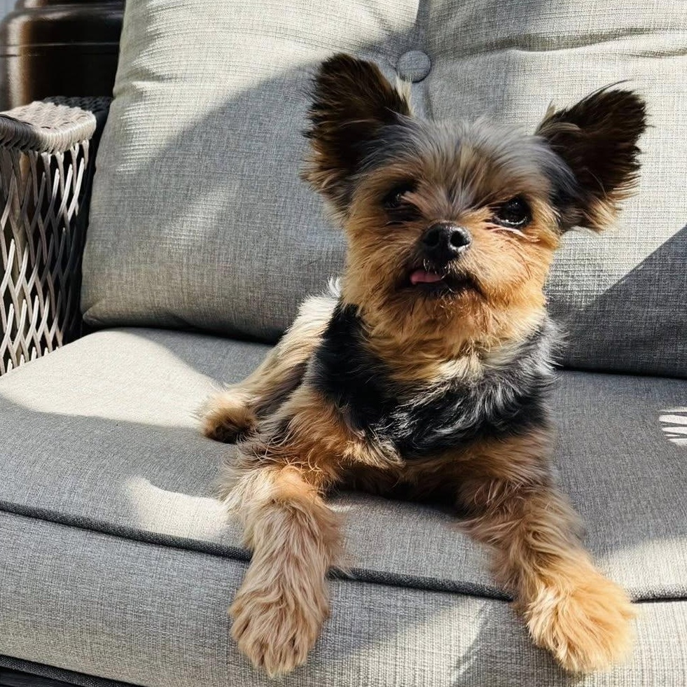 Ozzy, ADOPTABLE, Senior Male Yorkshire Terrier.