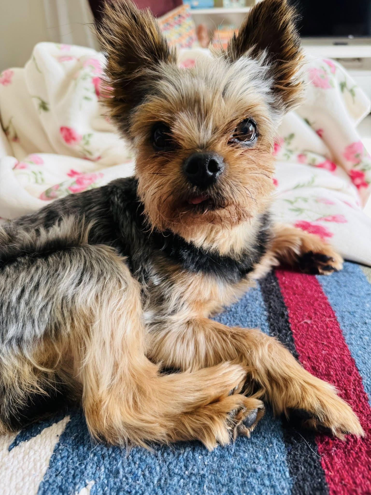Ozzy, a ADOPTABLE Yorkshire Terrier in Edmonton, AB image 3/3