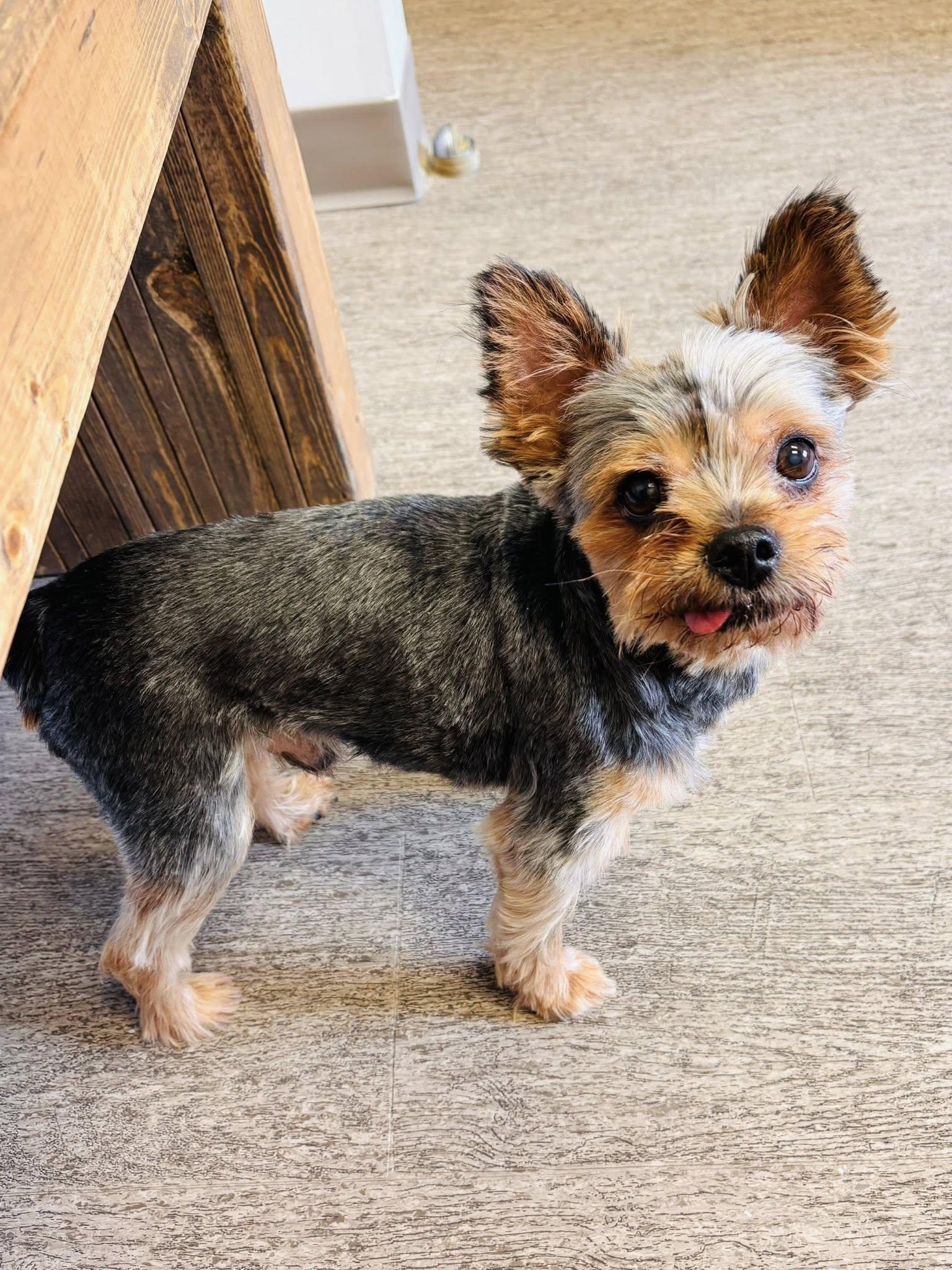 Ozzy, a ADOPTABLE Yorkshire Terrier in Edmonton, AB image 2/3