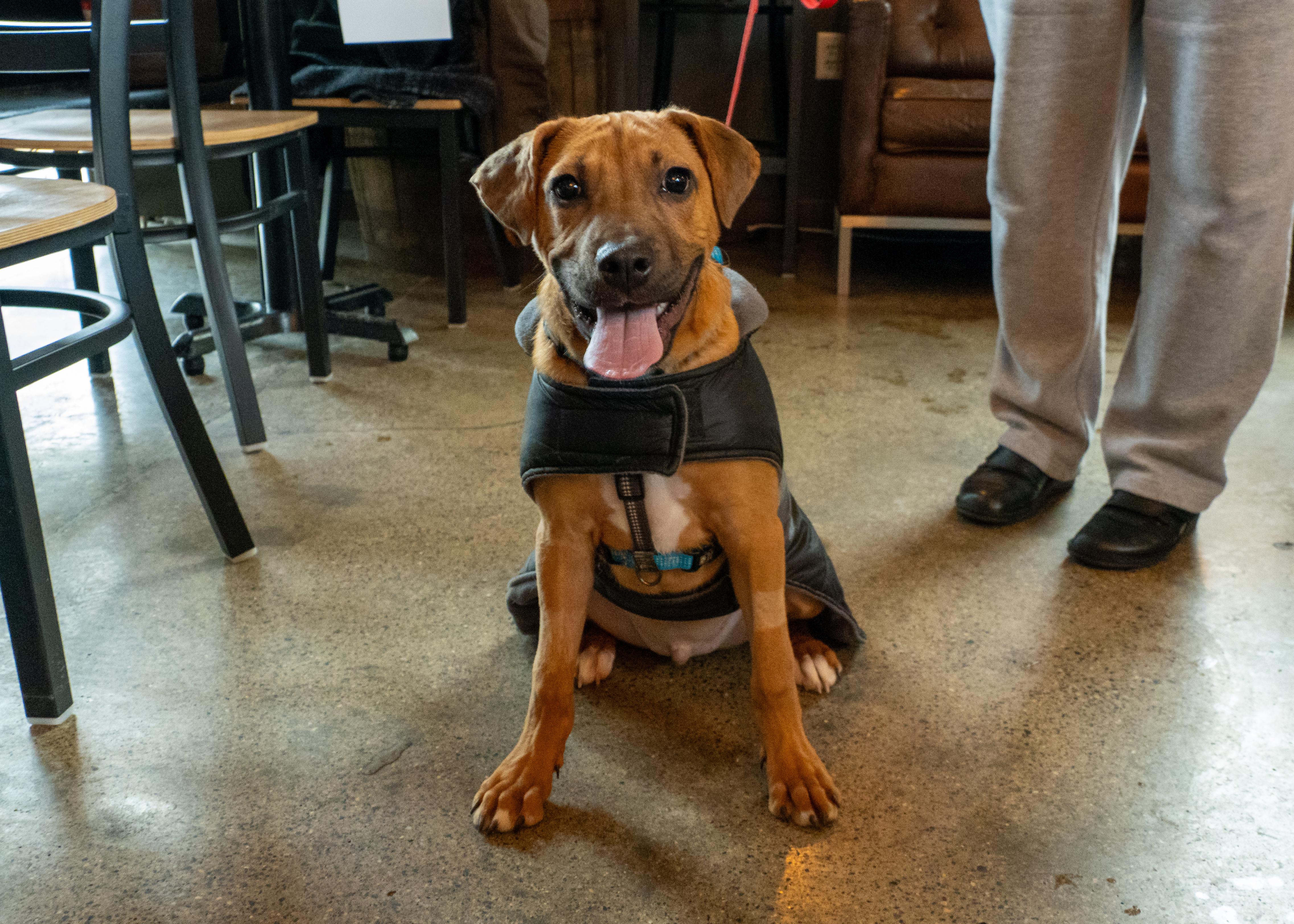 Monroe, Adoptable, Puppy Male Hound & Retriever.