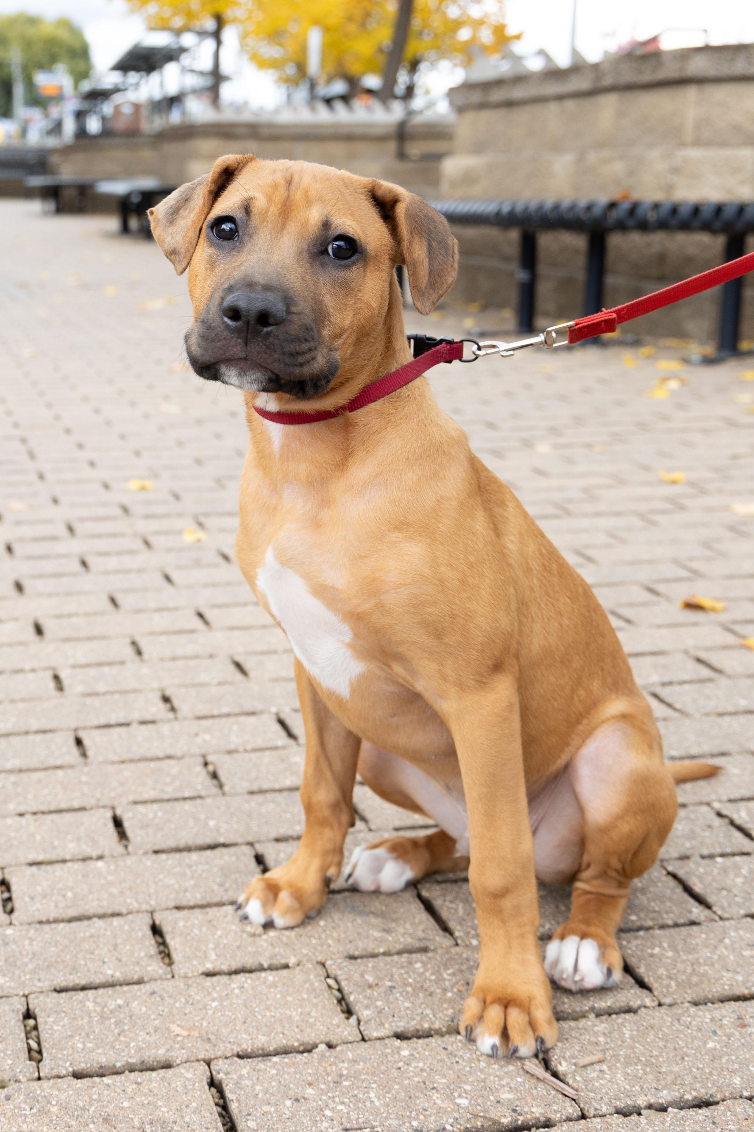 Monroe, a Adoptable mixed breed in Minneapolis, MN image 6/6