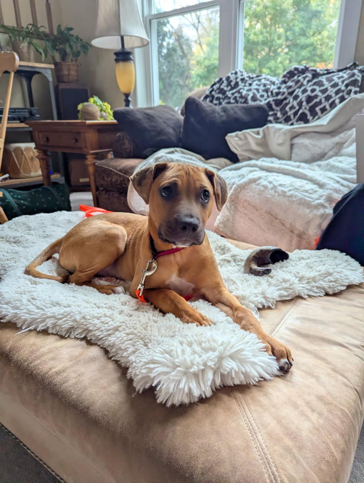 Monroe, a Adoptable mixed breed in Minneapolis, MN image 4/6