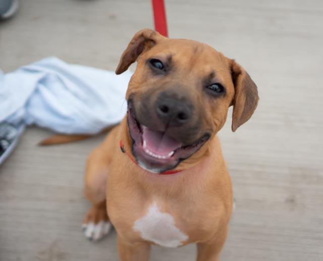 Monroe, a Adoptable mixed breed in Minneapolis, MN image 1/6