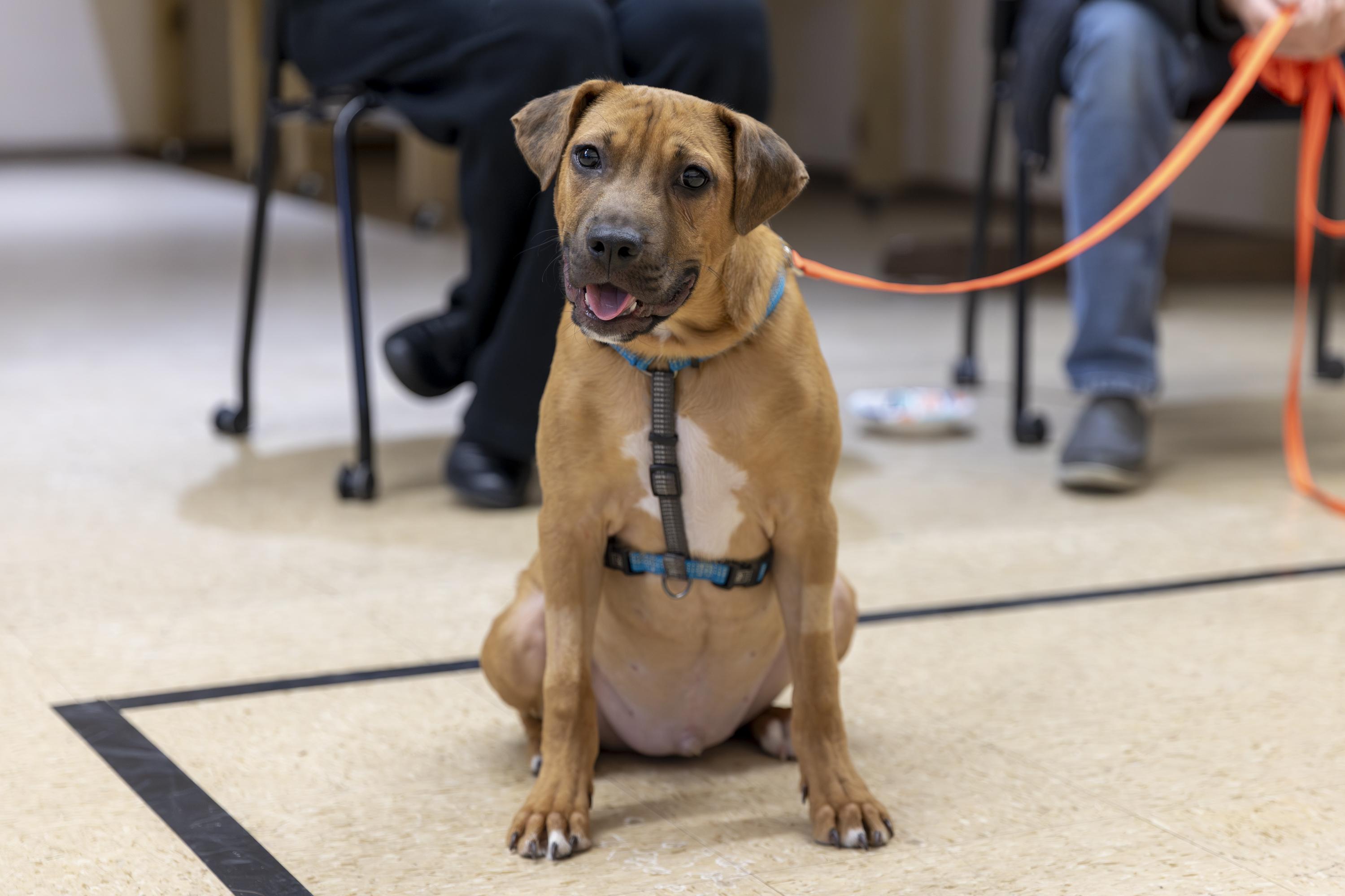 Enlarge Monroe, a Adoptable mixed breed in Minneapolis, MN image 3/6