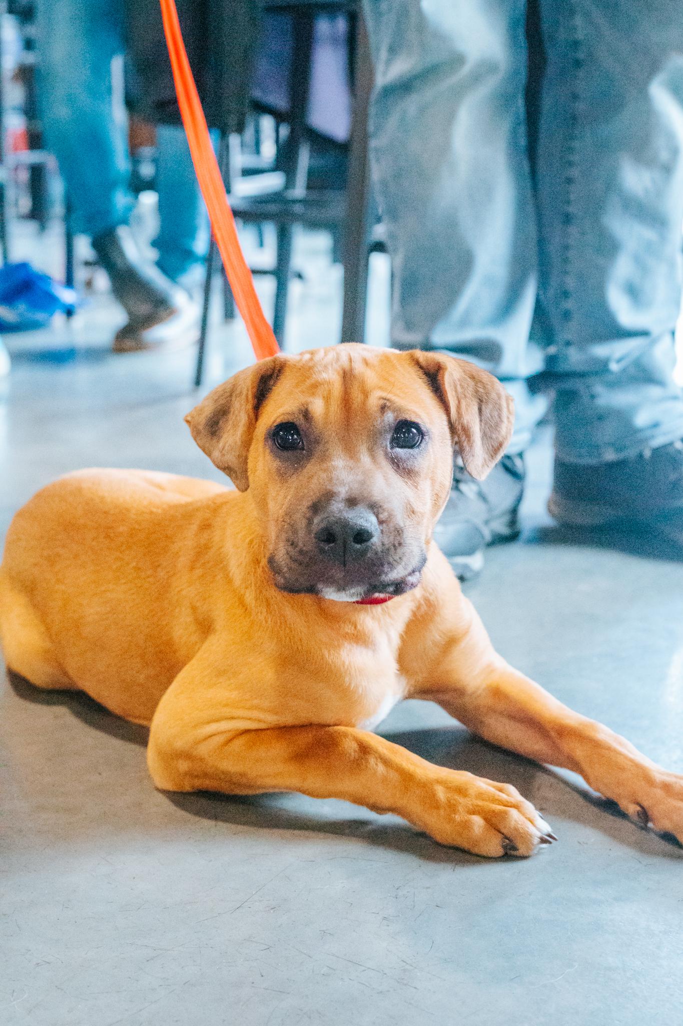 Monroe, a Adoptable mixed breed in Minneapolis, MN image 3/6