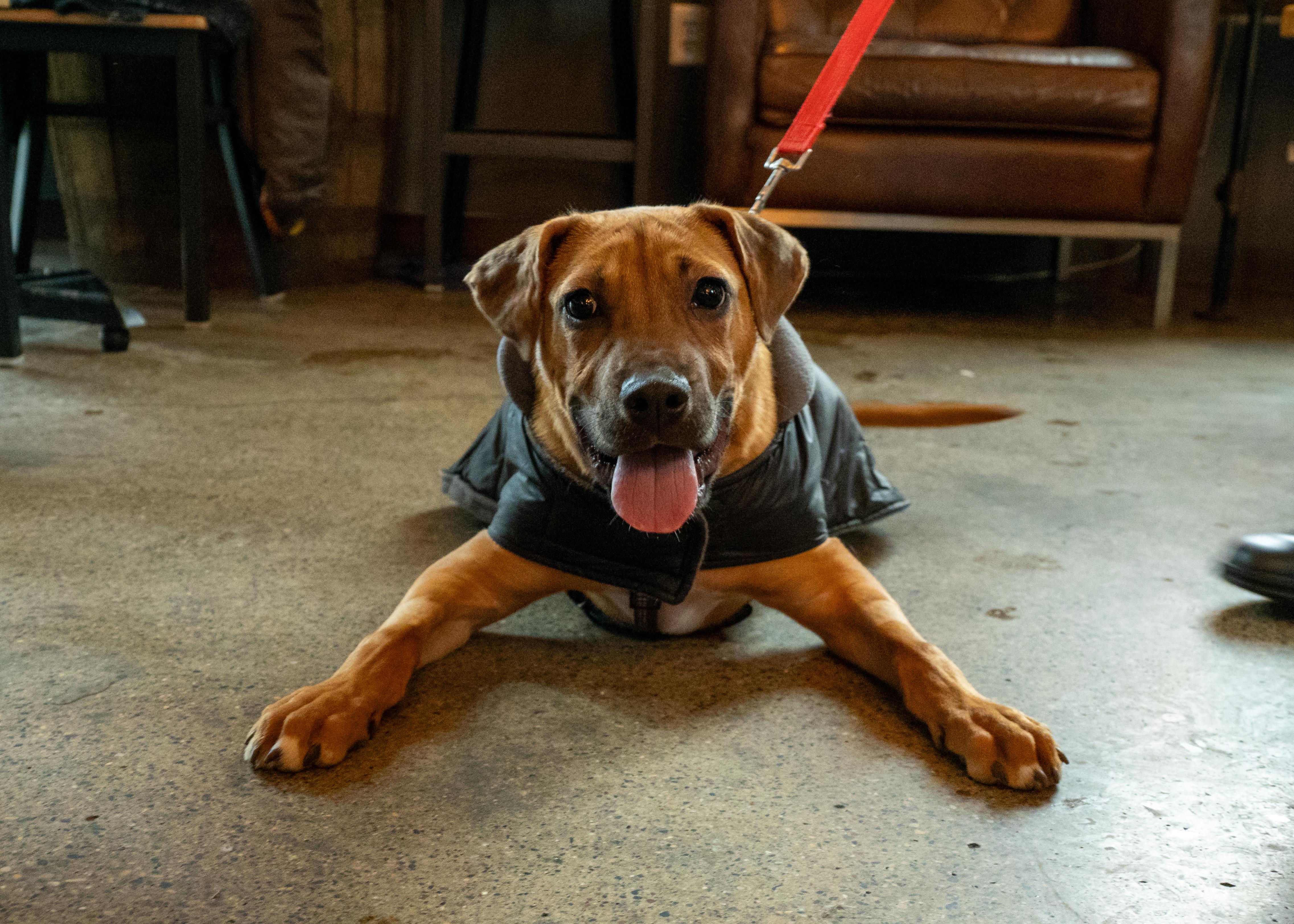 Enlarge Monroe, a Adoptable mixed breed in Minneapolis, MN image 2/6