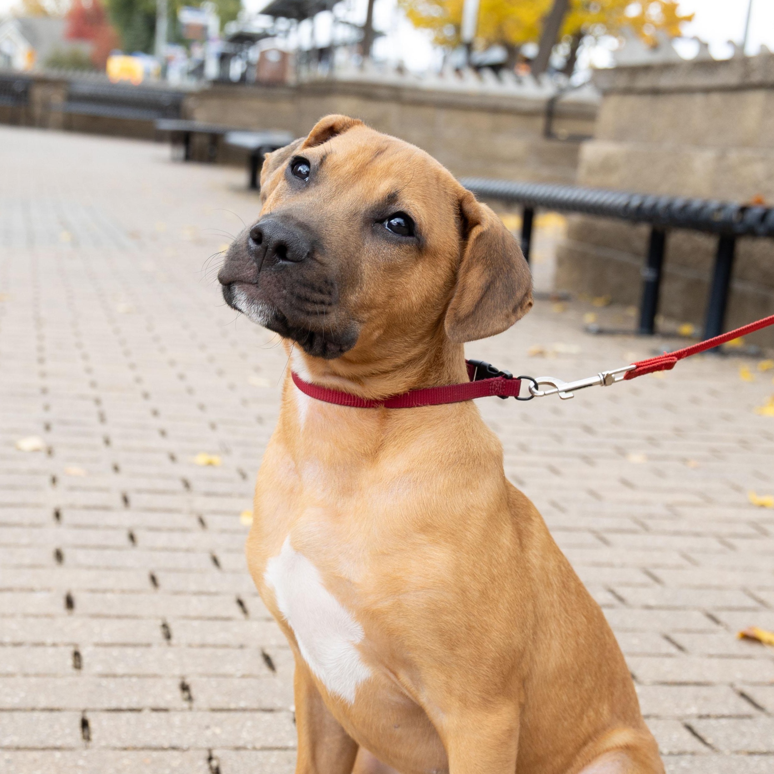Monroe, a Adoptable mixed breed in Minneapolis, MN image 2/6
