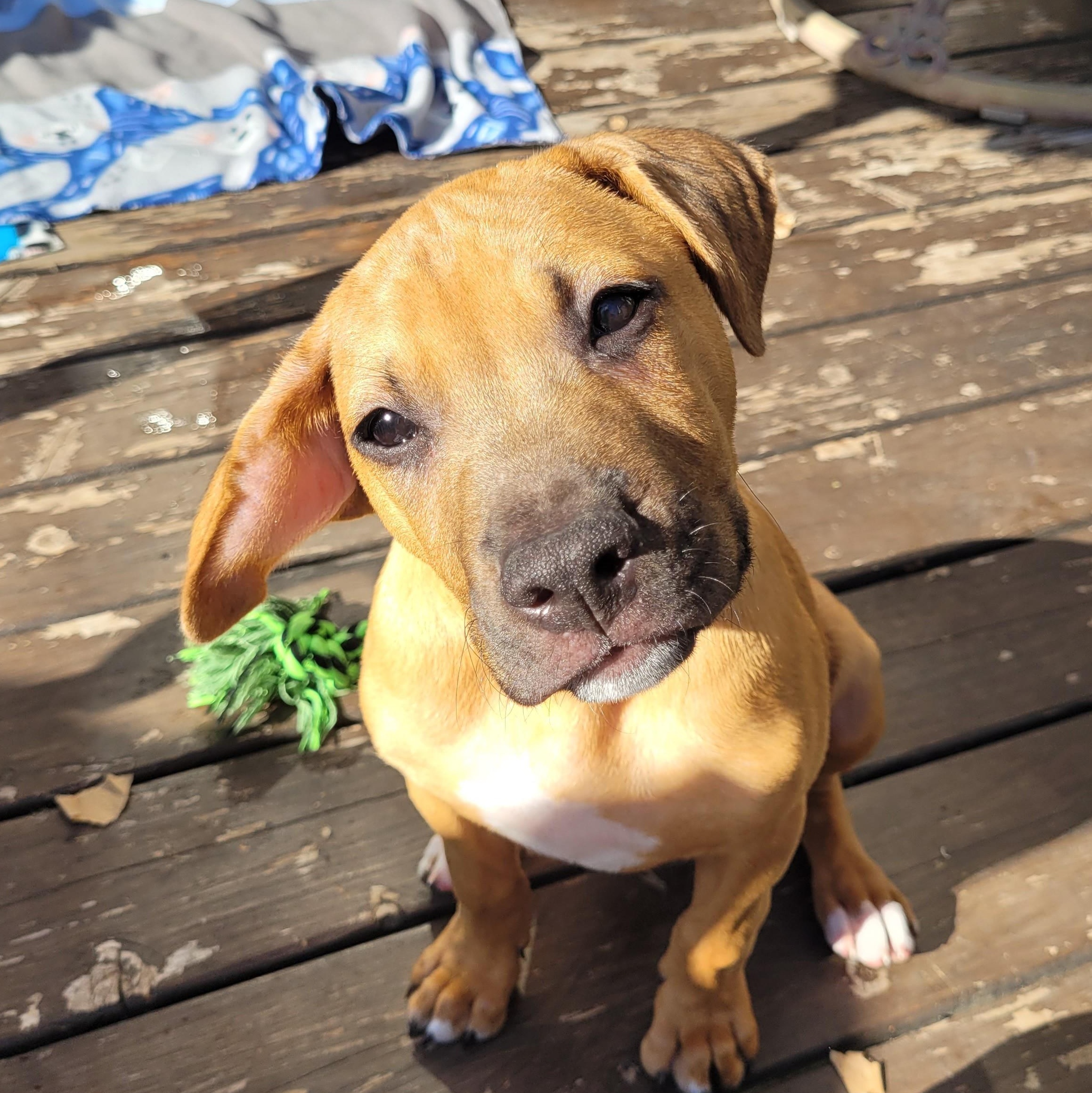 Monroe, a Adoptable mixed breed in Minneapolis, MN image 5/6