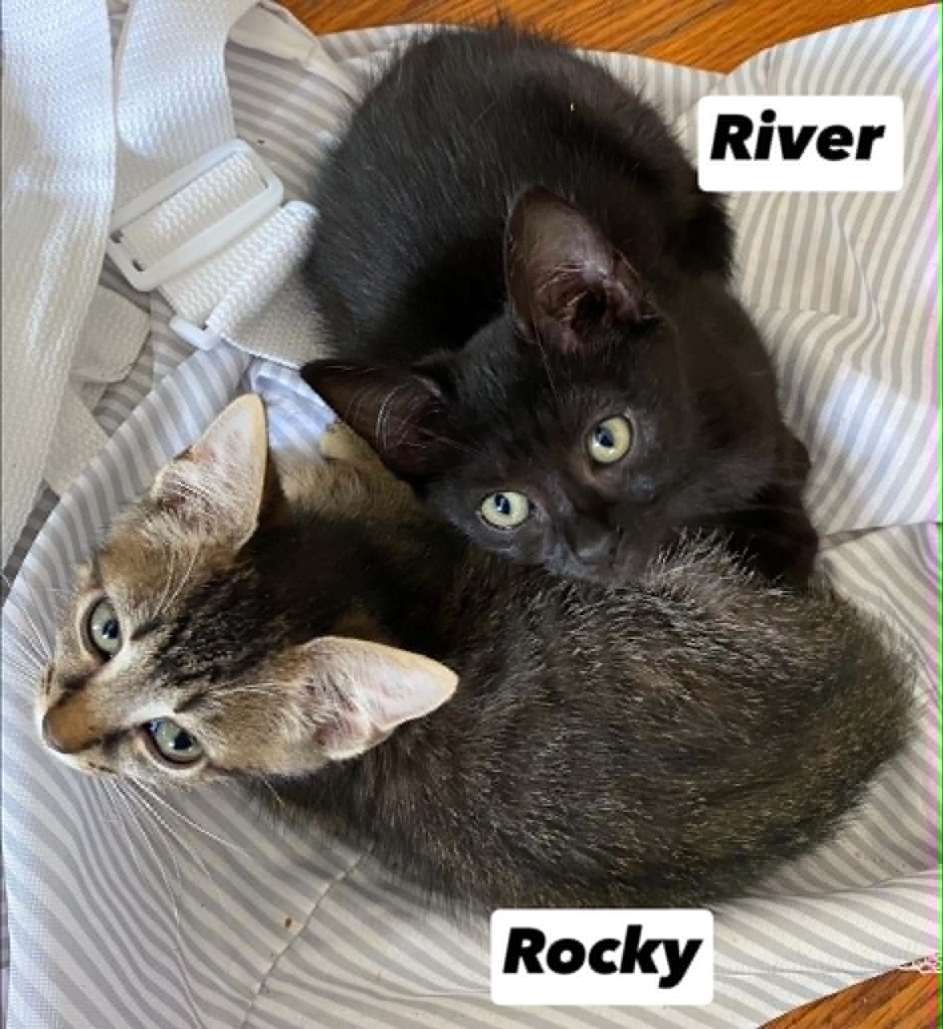 River & Rocky, Adoptable, Kitten Female Domestic Short Hair.