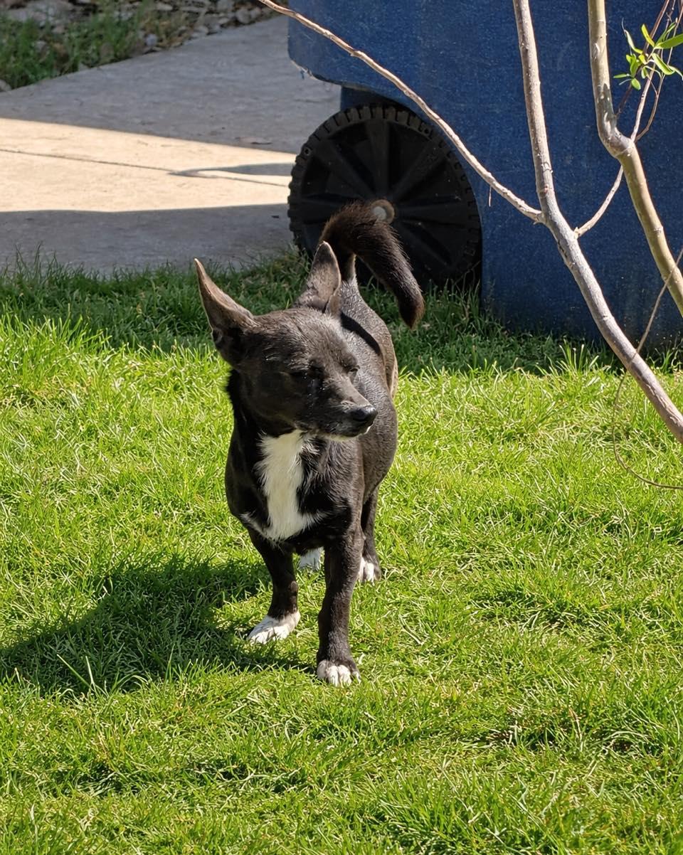 Enlarge Chico, an adopted mixed breed in Winsted, CT image 2/2
