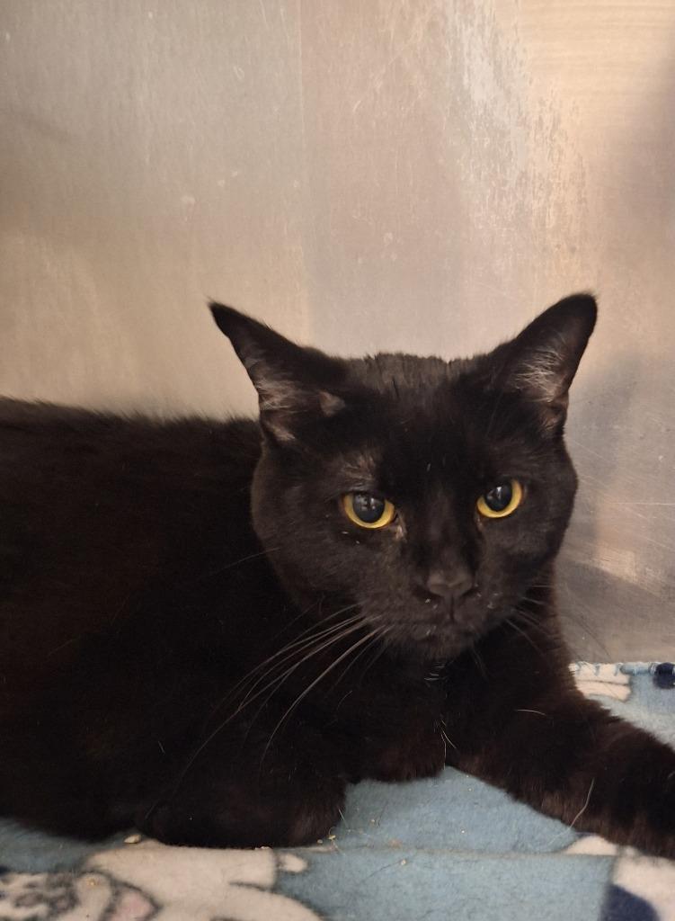 Auntie Tuna, Adoptable, Adult Female Domestic Short Hair.