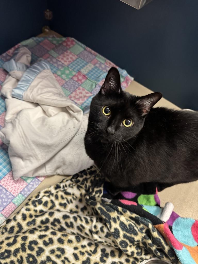 Auntie Tuna, a Adoptable mixed breed in Grand Forks, ND image 2/3