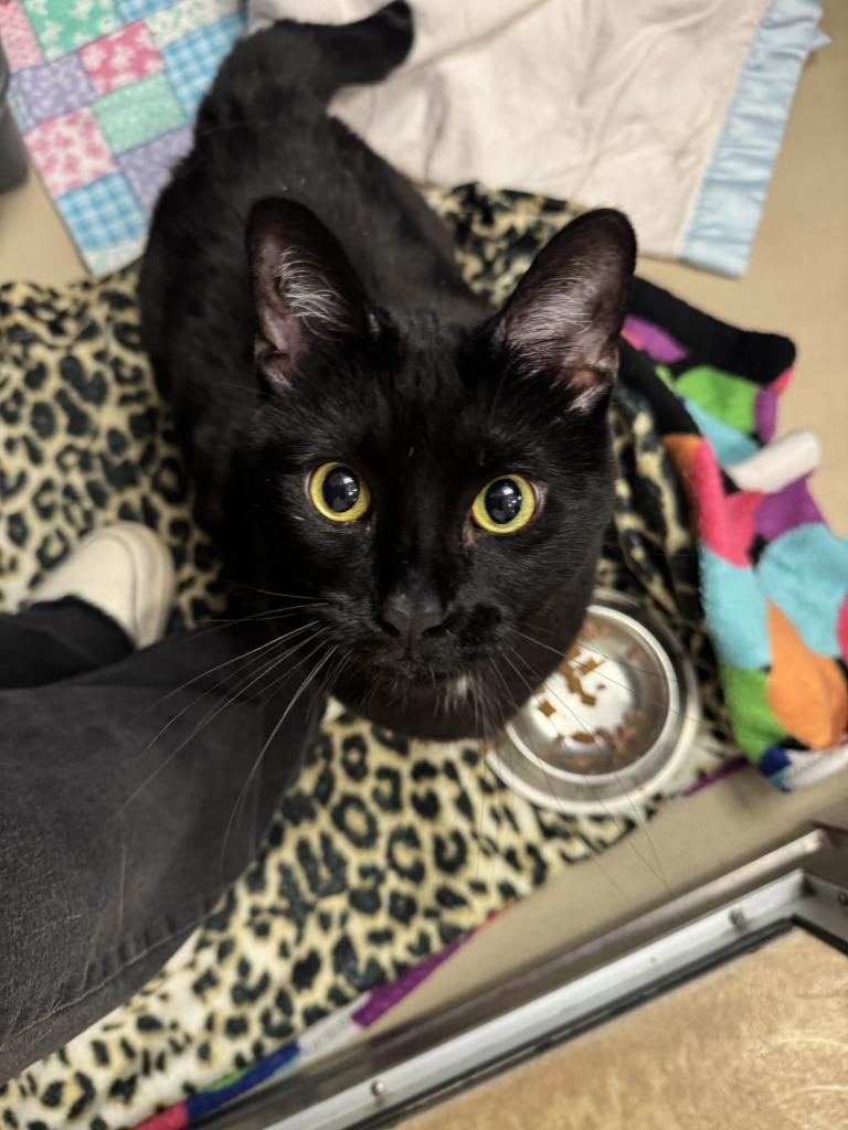 Auntie Tuna, a Adoptable mixed breed in Grand Forks, ND image 3/3