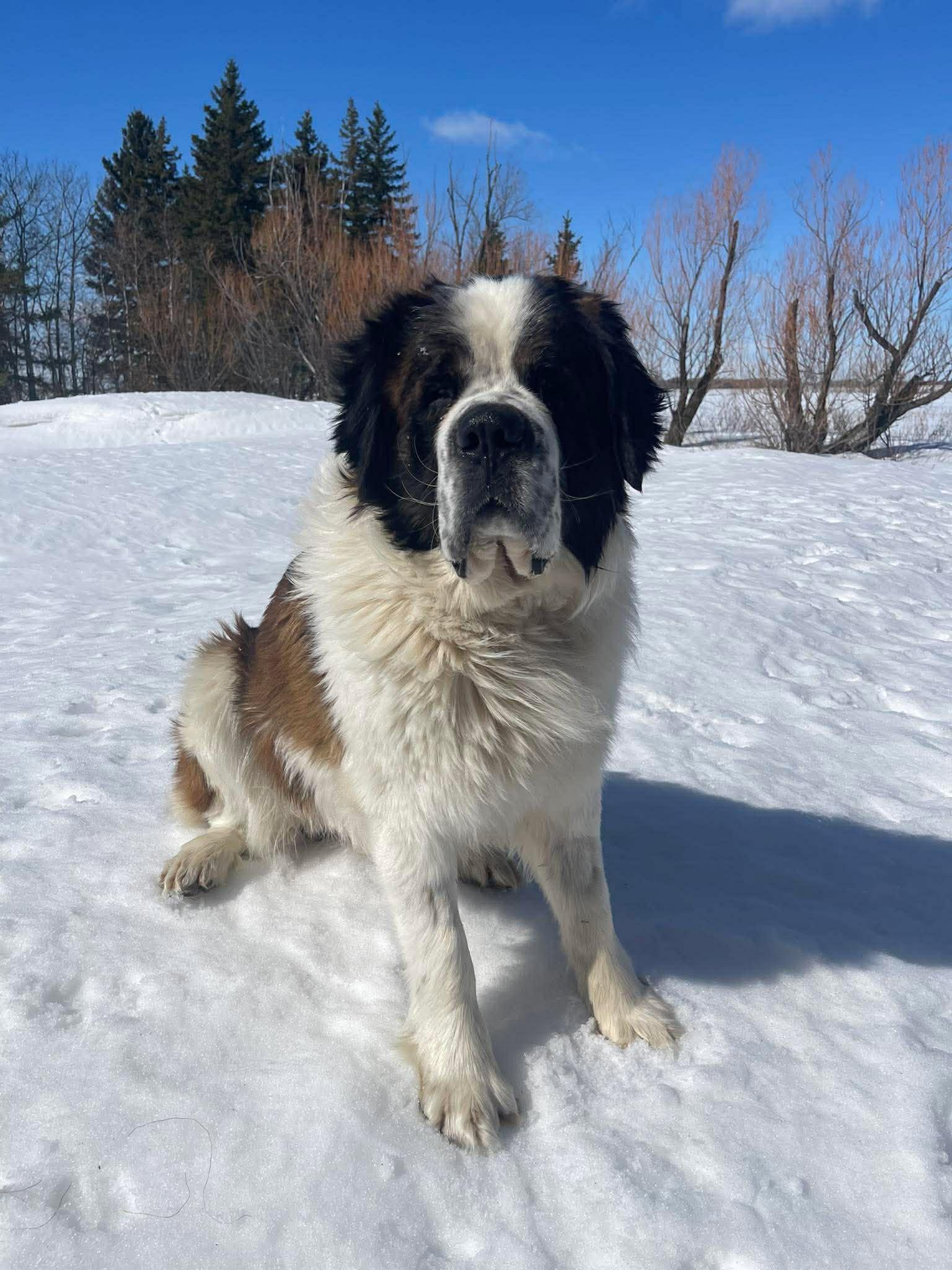Lukey, ADOPTABLE, Adult Male Saint Bernard & Mixed Breed.