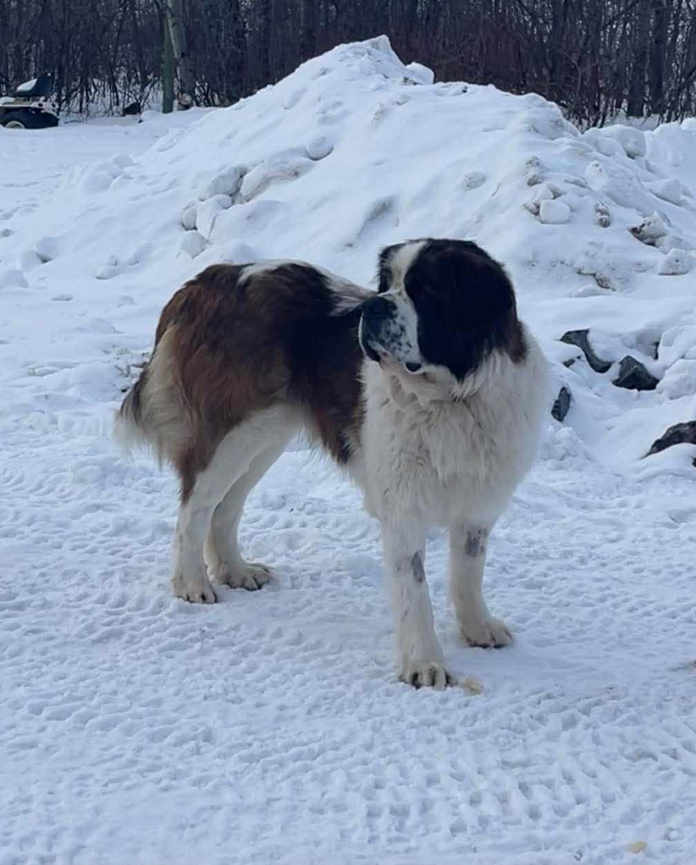 Lukey, a ADOPTABLE mixed breed in Winnipeg, MB image 4/4