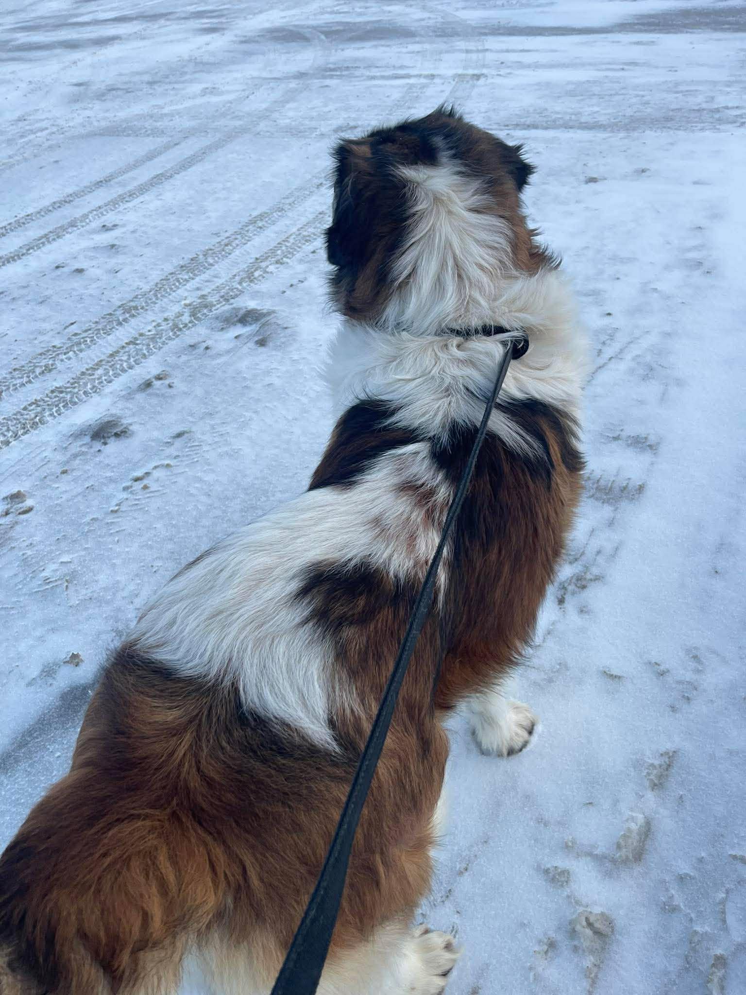 Lukey, a ADOPTABLE mixed breed in Winnipeg, MB image 3/4