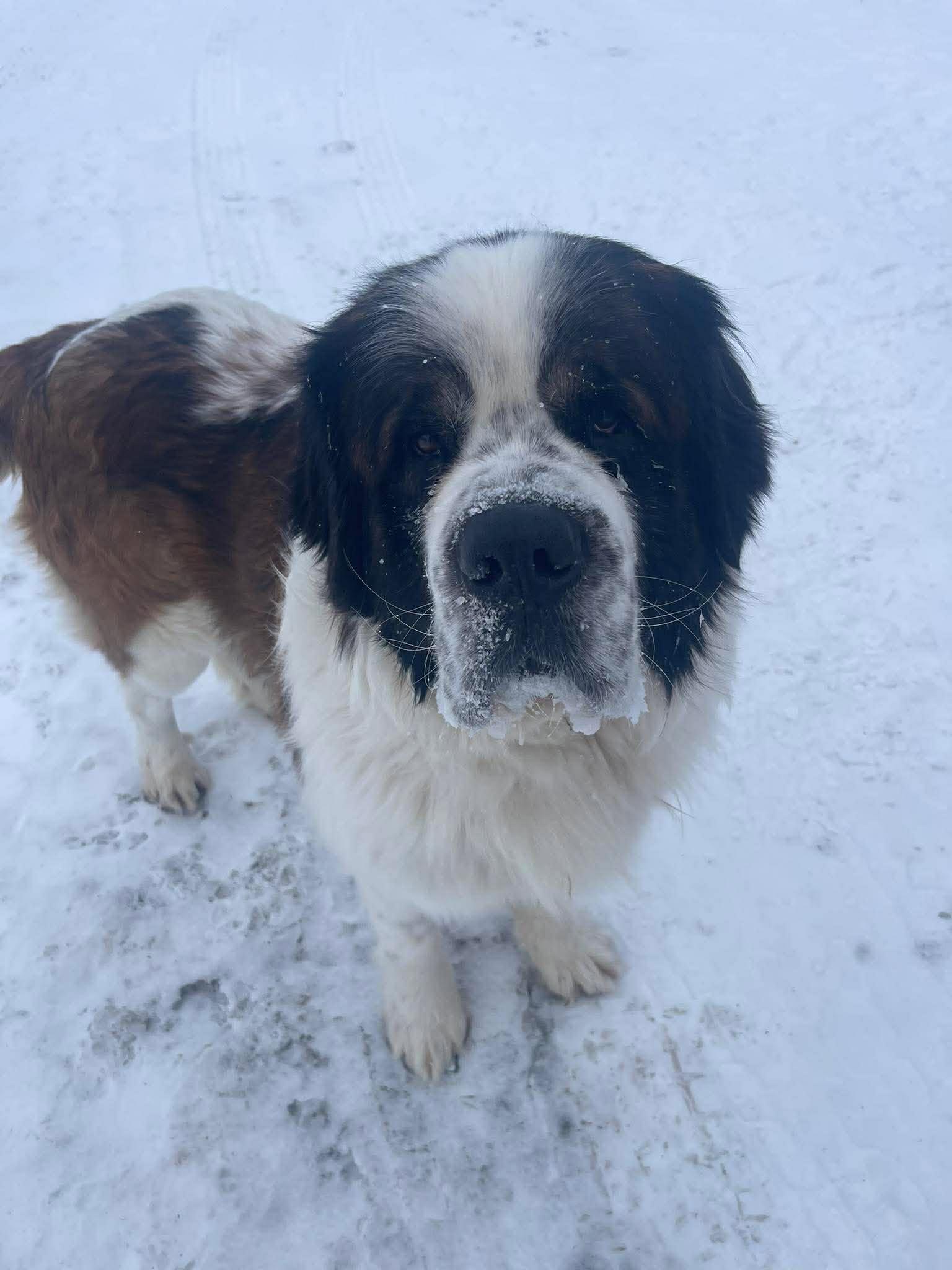 Lukey, a ADOPTABLE mixed breed in Winnipeg, MB image 2/4