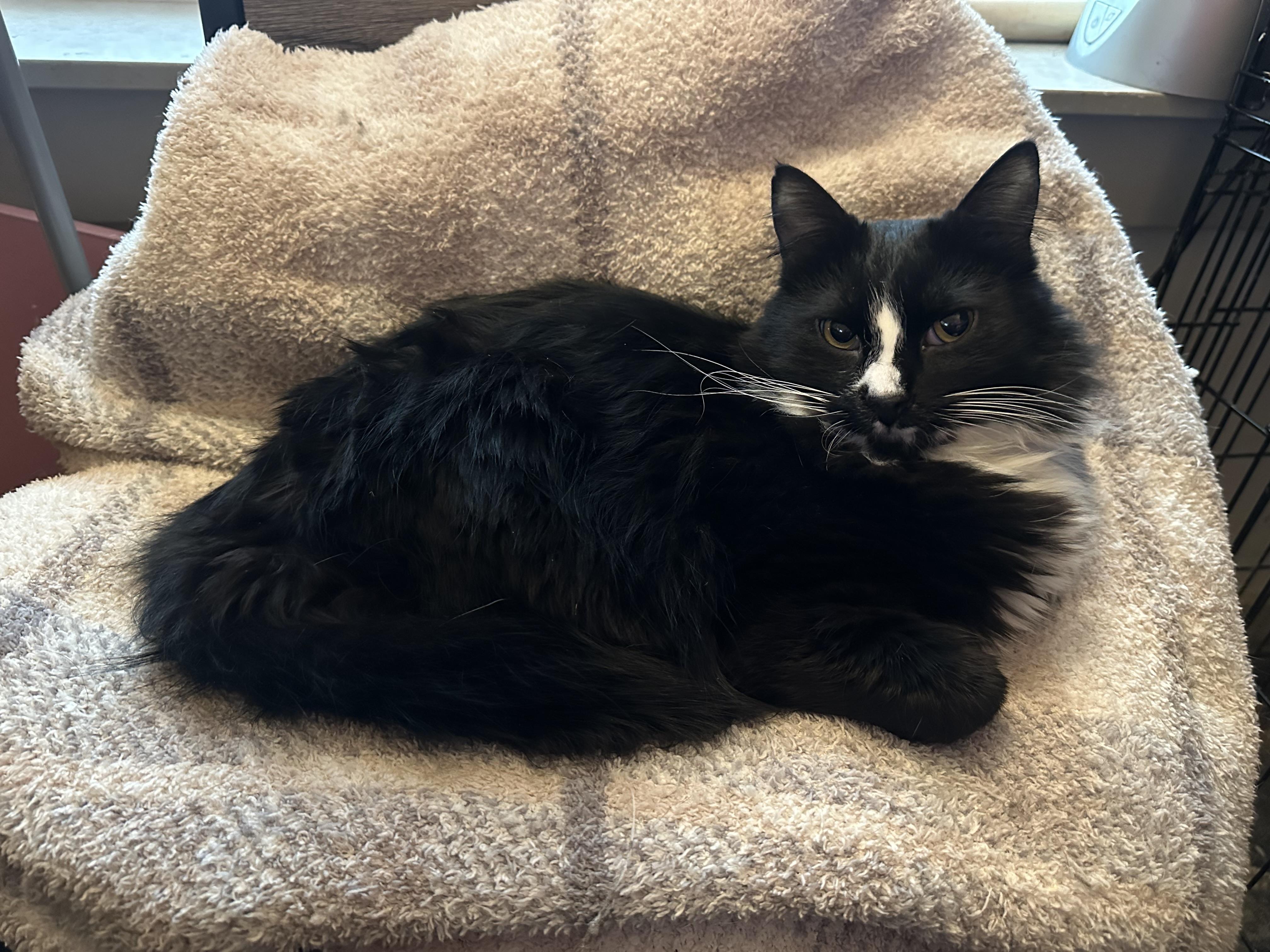 Enlarge Friedo, a ADOPTABLE Domestic Medium Hair in Missoula, MT image 1/1
