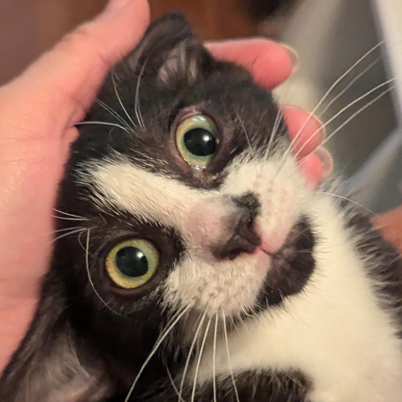 Nugget