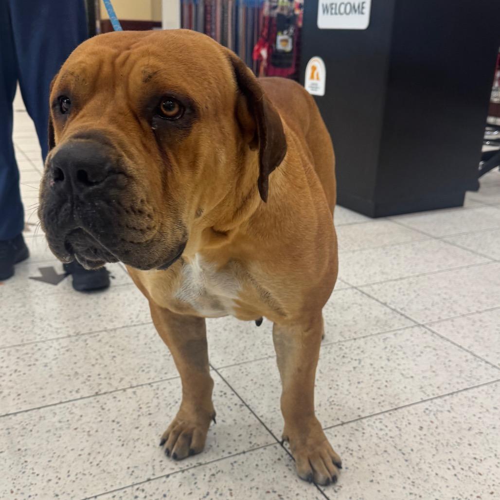 Nyesha, Adoptable, Adult Female Cane Corso.