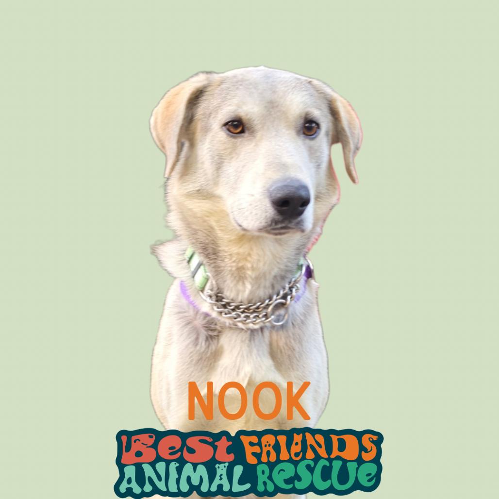 Nook, Adoptable, Young Male Husky.