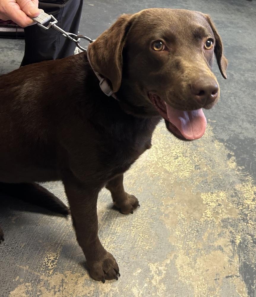 Cramarossa / Coco, a Adoptable Labrador Retriever in Broomfield, CO image 1/2