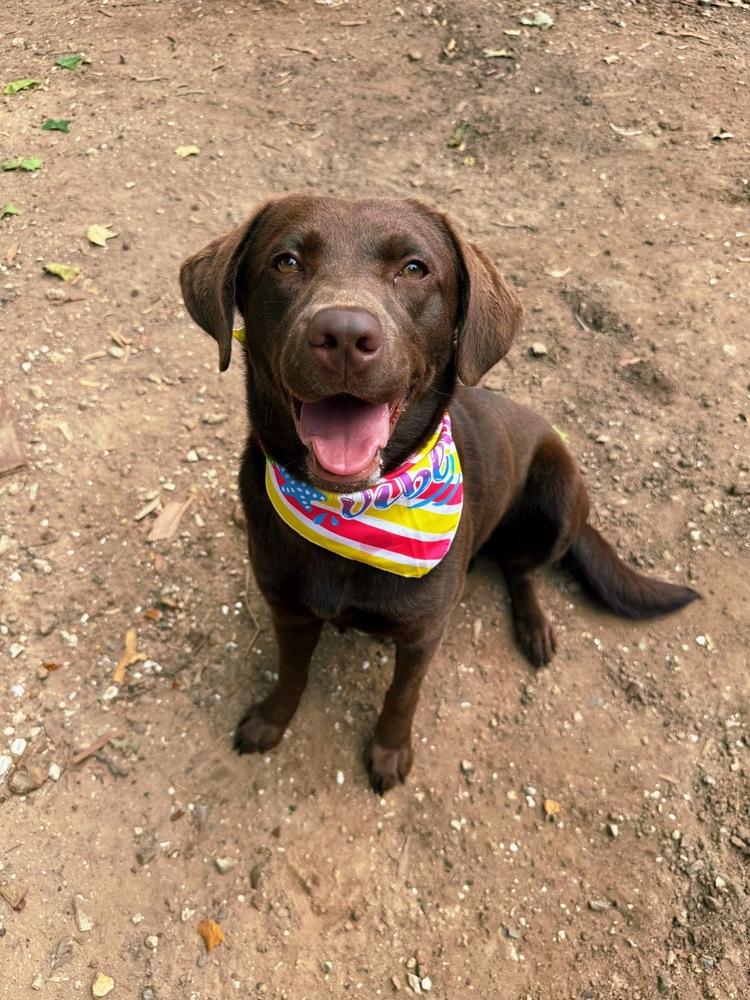 Cramarossa / Coco, a Adoptable Labrador Retriever in Broomfield, CO image 2/2
