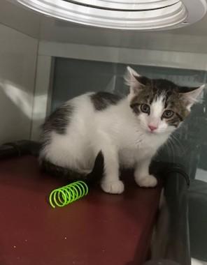 Enlarge Alan, a ADOPTABLE Domestic Short Hair in Hutchinson, MN image 3/4