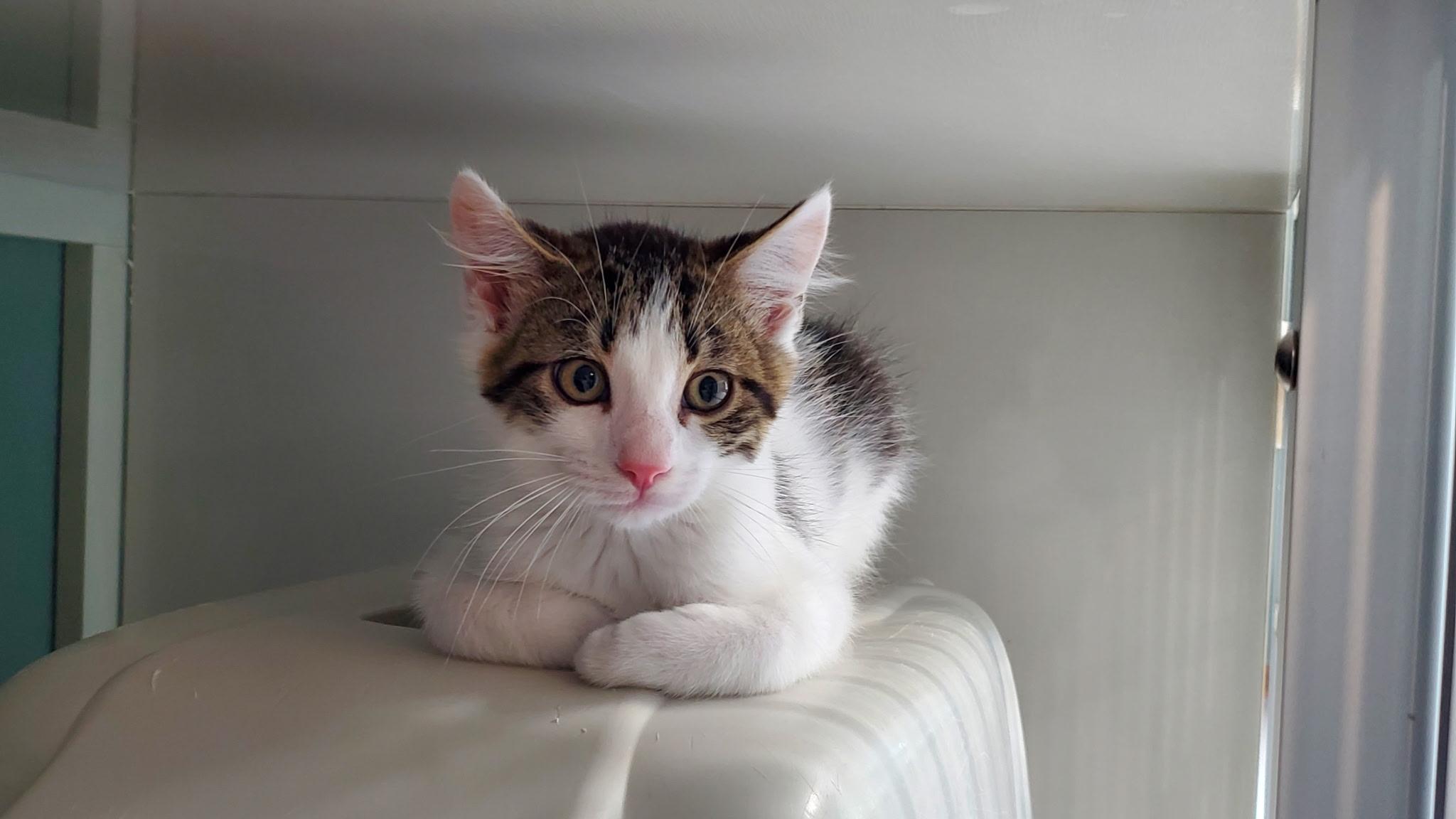Enlarge Alan, a ADOPTABLE Domestic Short Hair in Hutchinson, MN image 2/4