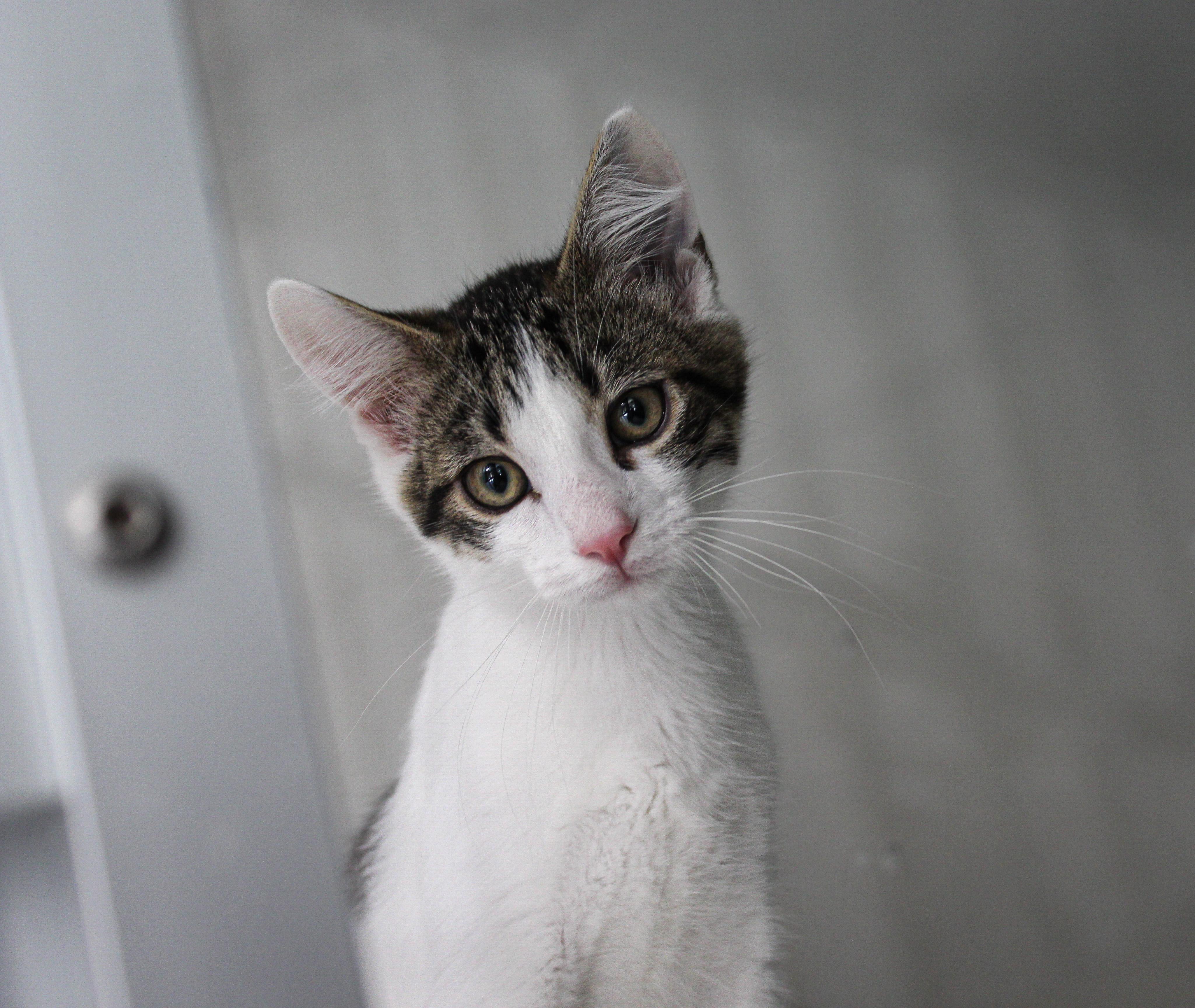 Alan, ADOPTABLE, Kitten Male Domestic Short Hair.