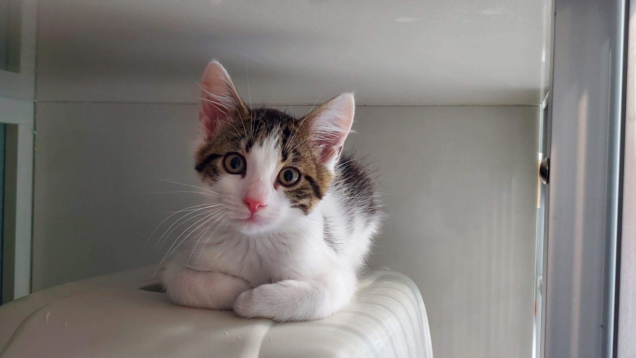 Enlarge Alan, a ADOPTABLE Domestic Short Hair in Hutchinson, MN image 1/4