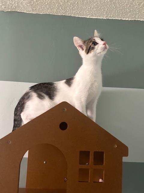 Enlarge Alan, a ADOPTABLE Domestic Short Hair in Hutchinson, MN image 4/4