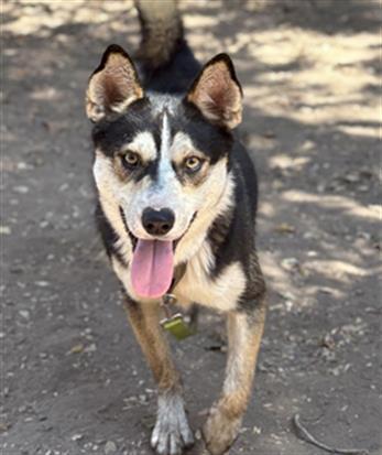 ROMAN, Adoptable, Adult Male Siberian Husky.