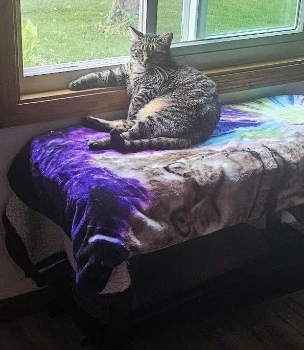 Duchess, Adoptable, Adult Female Domestic Short Hair.