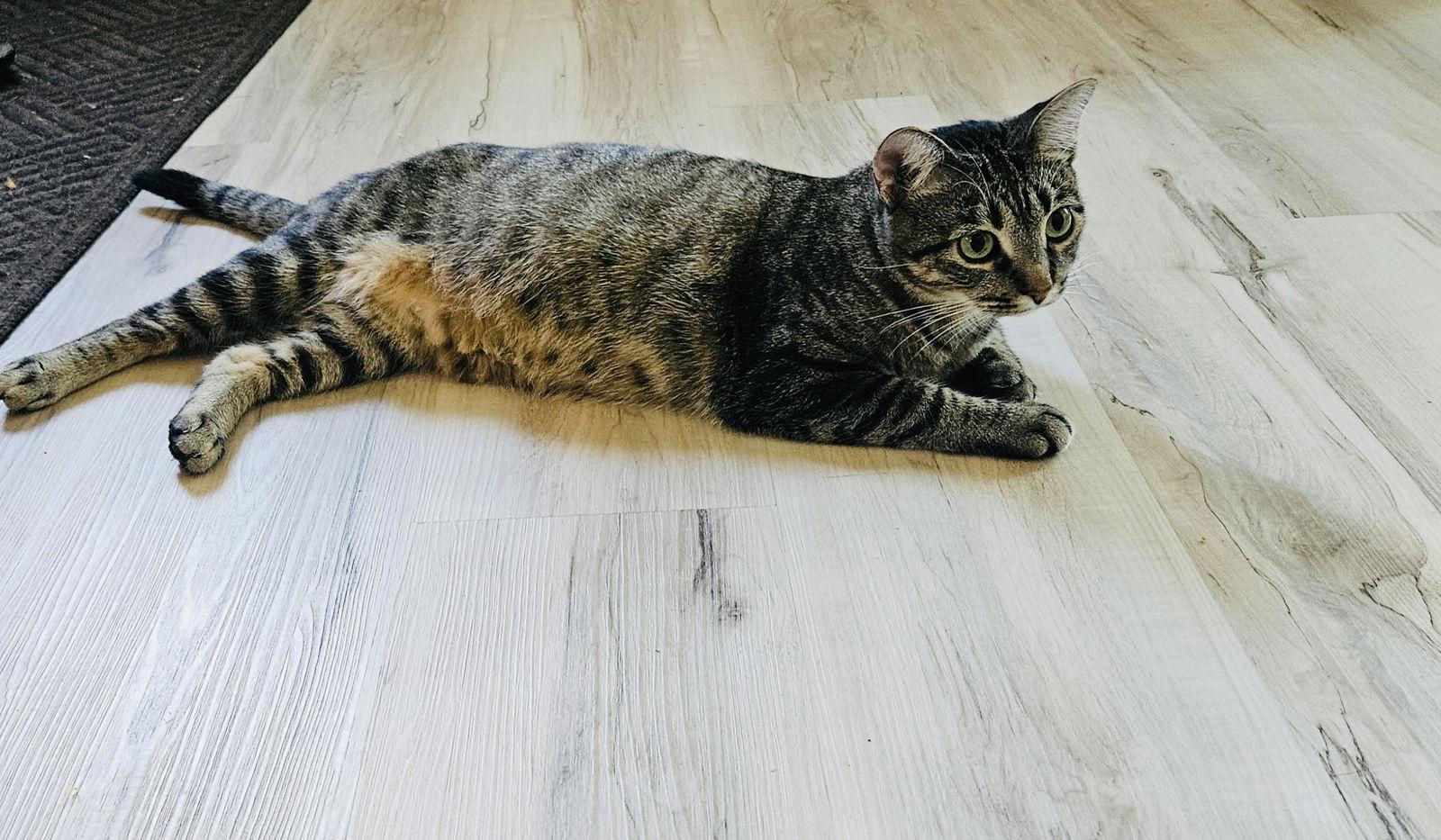 Duchess, a Adoptable Domestic Short Hair in Princeton, MN image 1/3