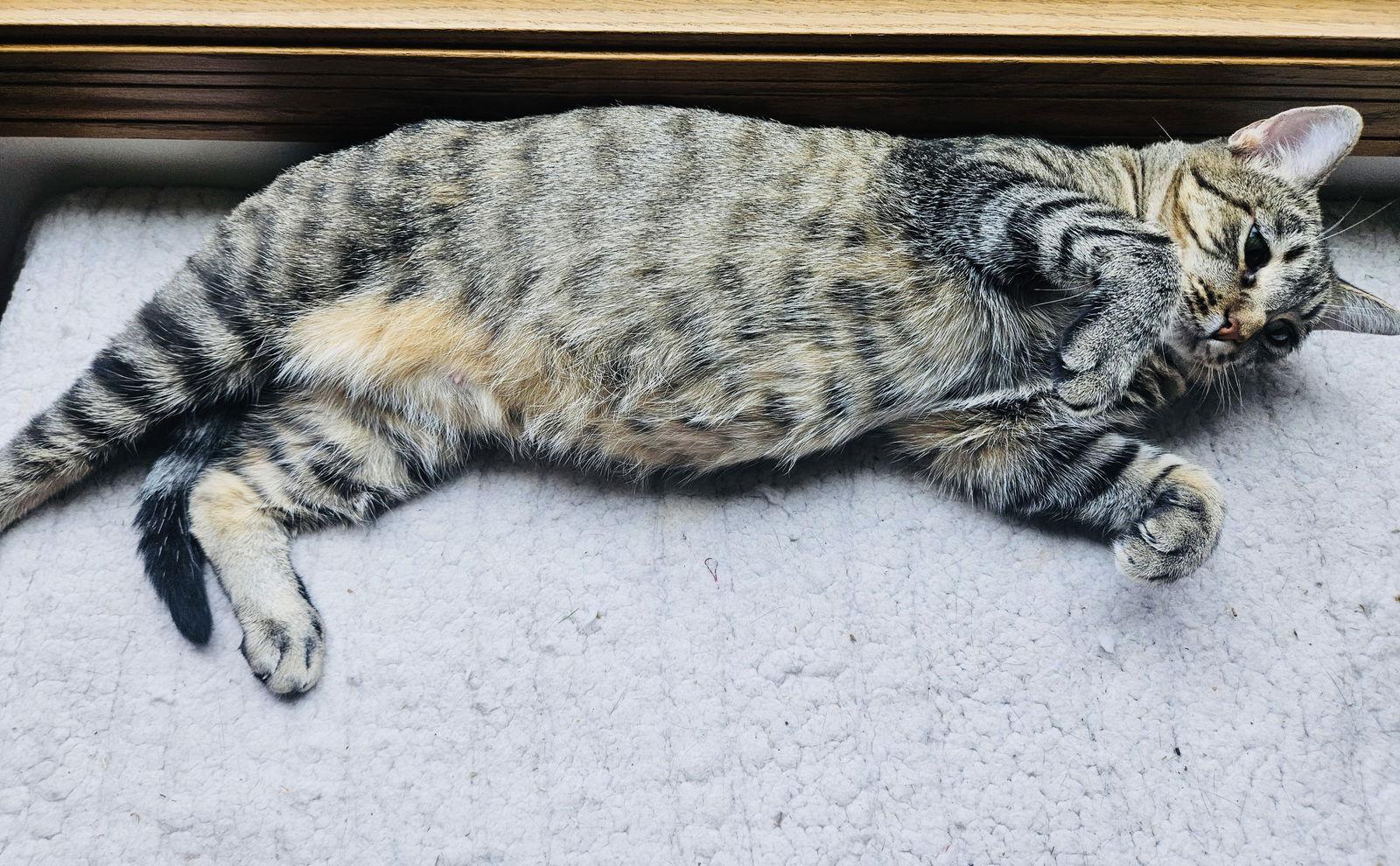 Duchess, a Adoptable Domestic Short Hair in Princeton, MN image 2/3